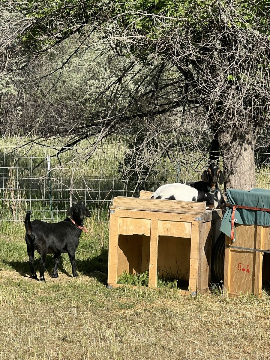 Goats