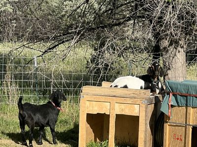 Goats