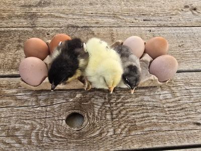 Heavy Bloom Chicks