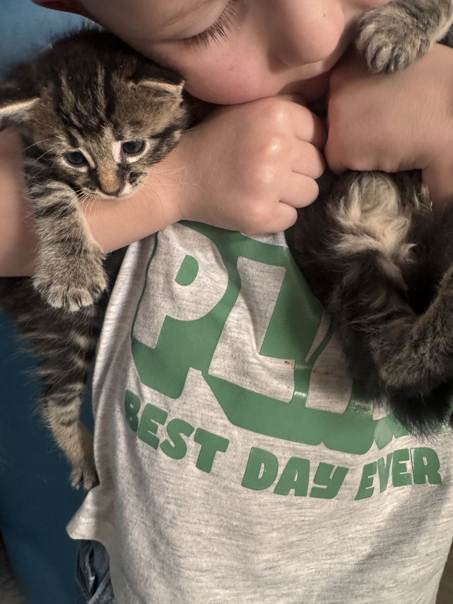 Adorable Tabby Kitten Looking for a Loving Home