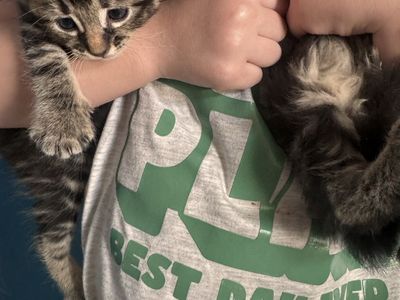 Adorable Tabby Kitten Looking for a Loving Home
