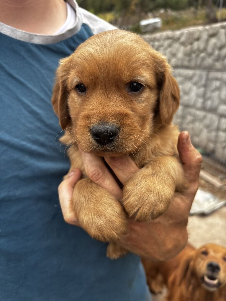 AKC PRO trained golden retriever male