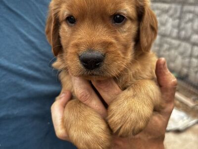 AKC PRO trained golden retriever male