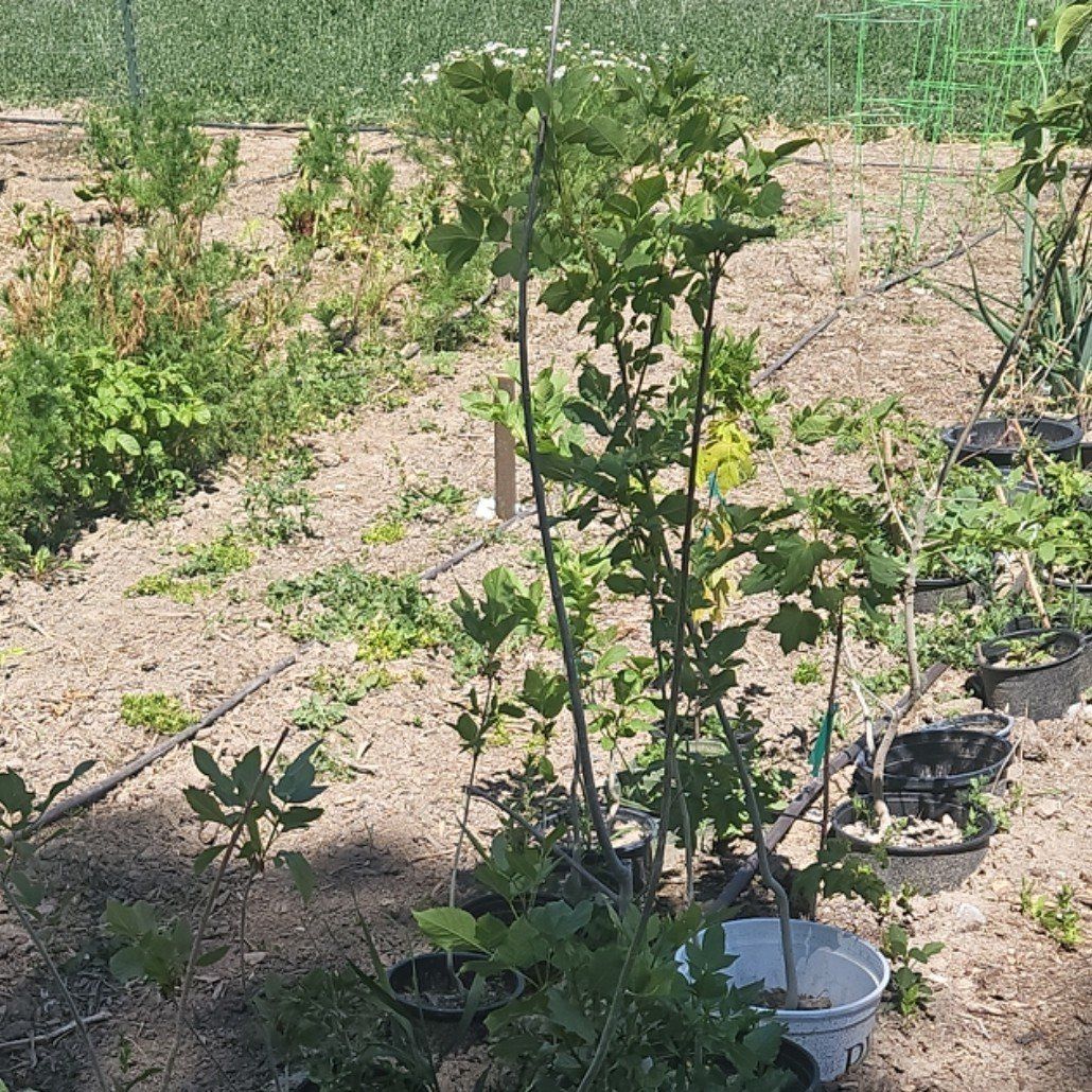 Ash tree hardwood starts 2- 5 foot tall