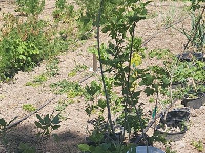 Ash tree hardwood starts 2- 5 foot tall