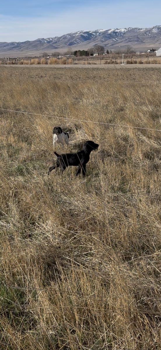 Germain Shorthair Pointer Puppies