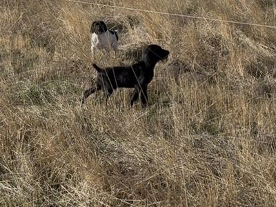 Germain Shorthair Pointer Puppies