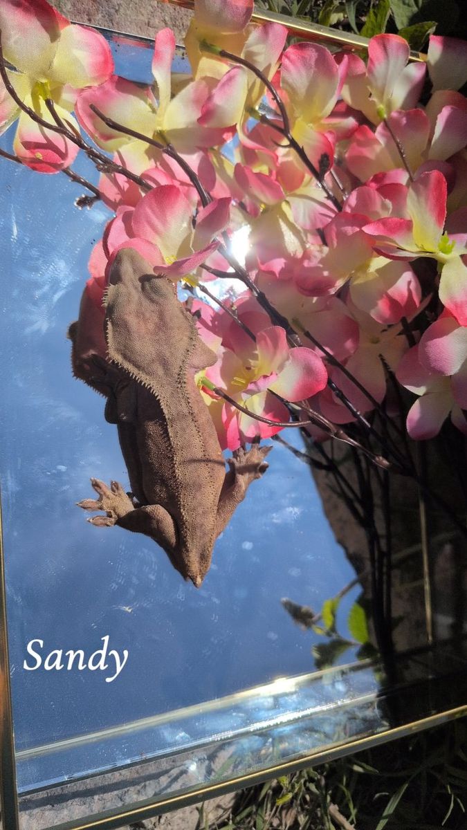 Crested gecko female