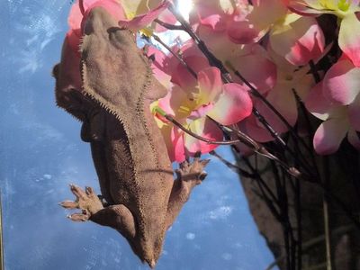 Crested gecko female