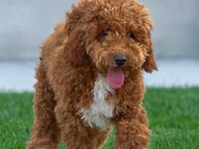 Deep Red F1B Mini Goldendoodle Stud | Health Tested | $1,000 +Bonus Package Included