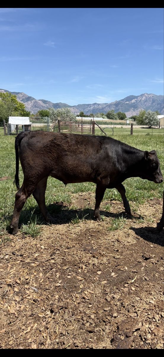 Full blood Wagyu
