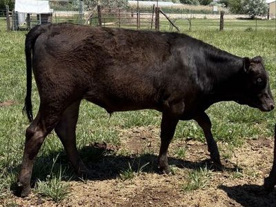 Full blood Wagyu
