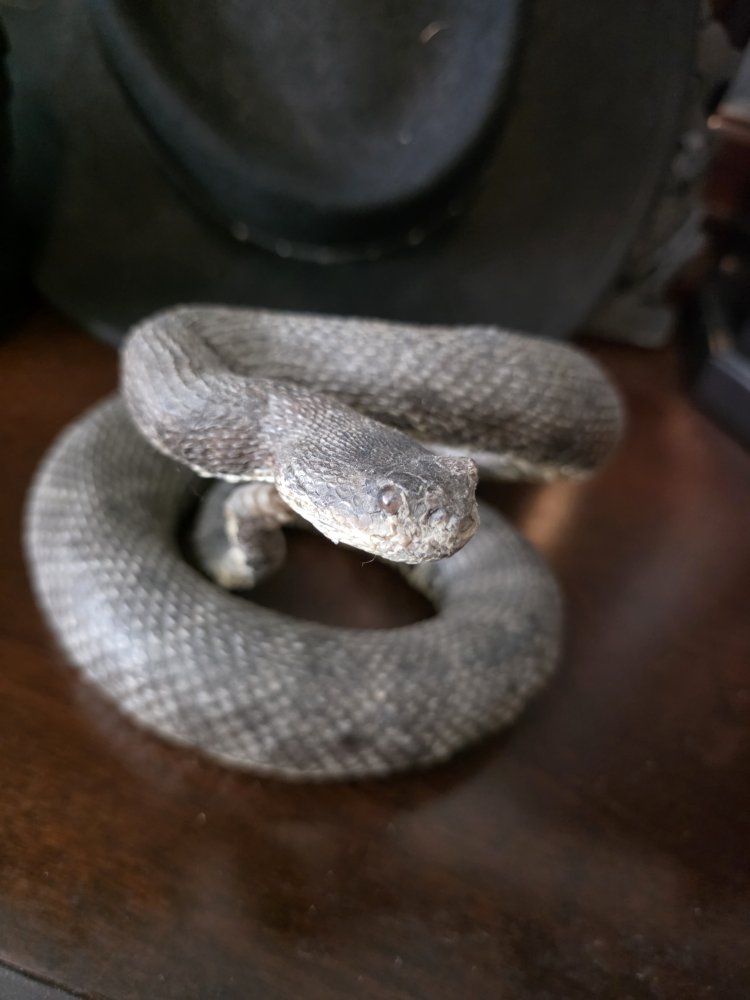 Taxidermy Small Rattlesnake