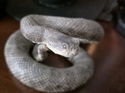 Taxidermy Small Rattlesnake
