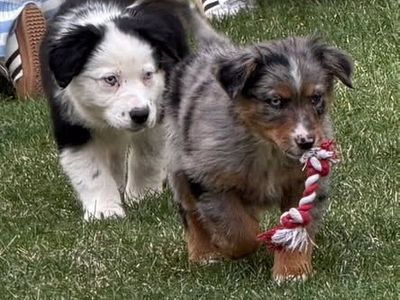 AKC Purebred Australian Shepherd / Border Collie Cross