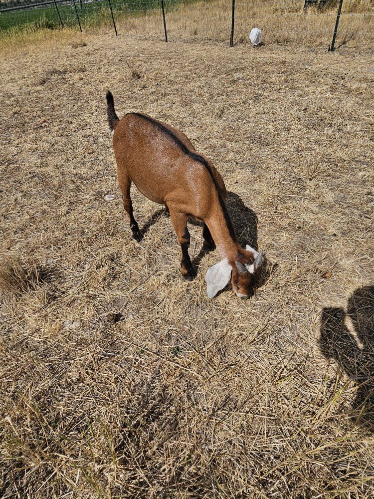 Full-bred Nubian Buckling