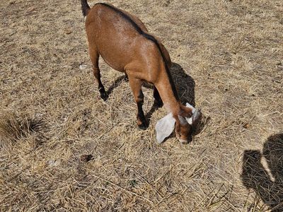 Full-bred Nubian Buckling