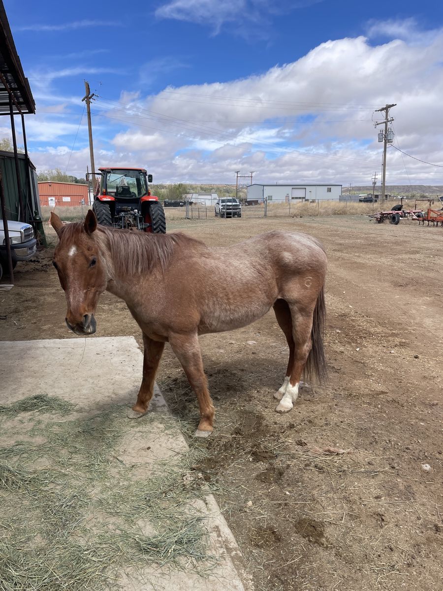 Willey  red roan Gelding