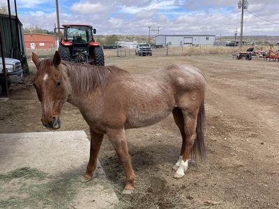 Willey red roan Gelding
