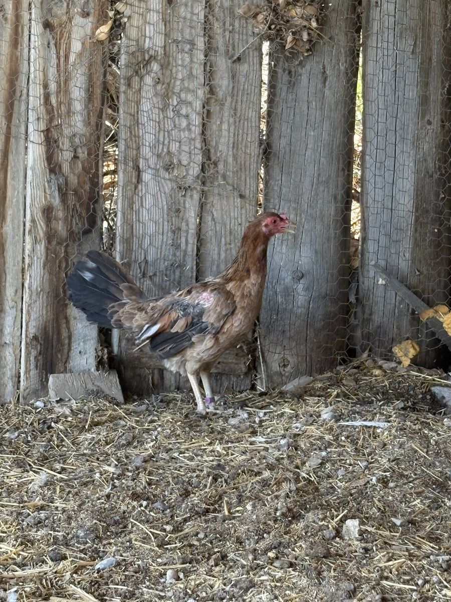 Yellow Leg Hatch Hen