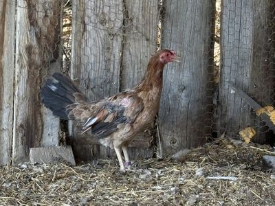 Yellow Leg Hatch Hen