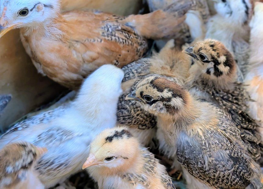 Barnyard mix chicks