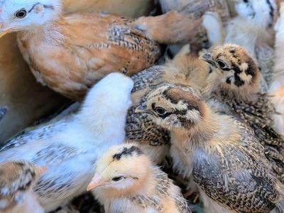 Barnyard mix chicks