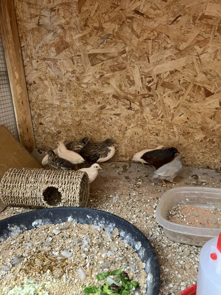 Button Quail For Sale