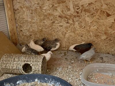 Button Quail For Sale