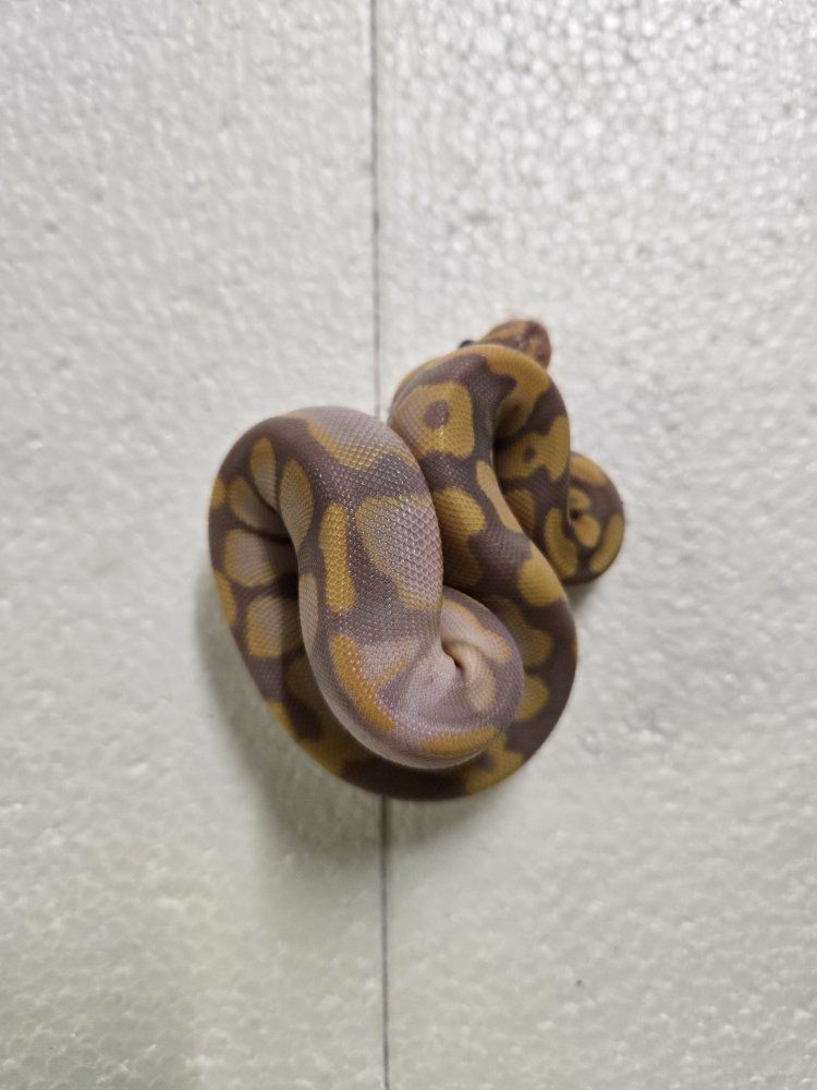 male enchi banana het pied (trades?)