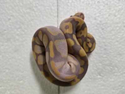 male enchi banana het pied (trades?)