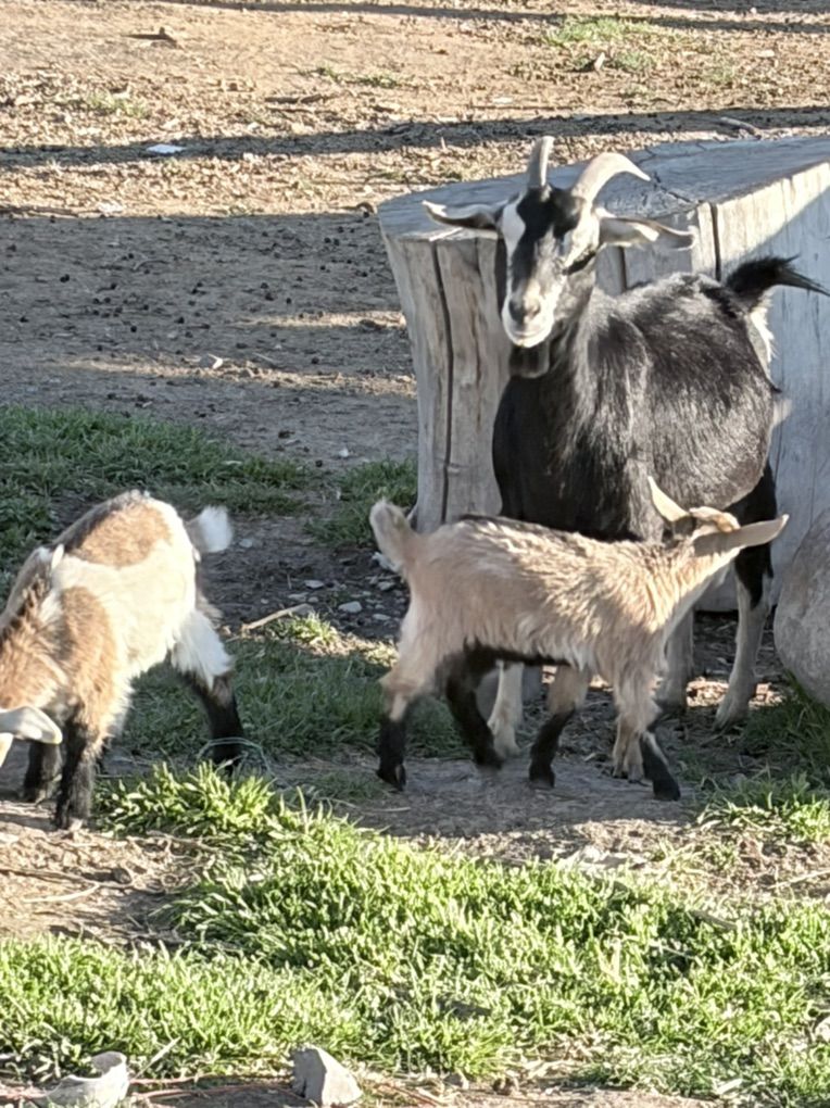 Nigerian Dwarf Doe In Milk With 2 Kids