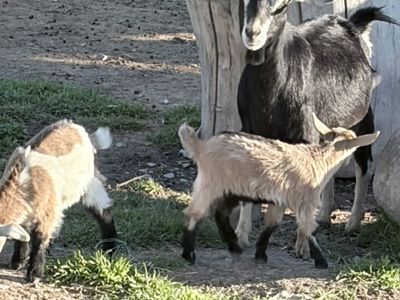 Nigerian Dwarf Doe In Milk With 2 Kids