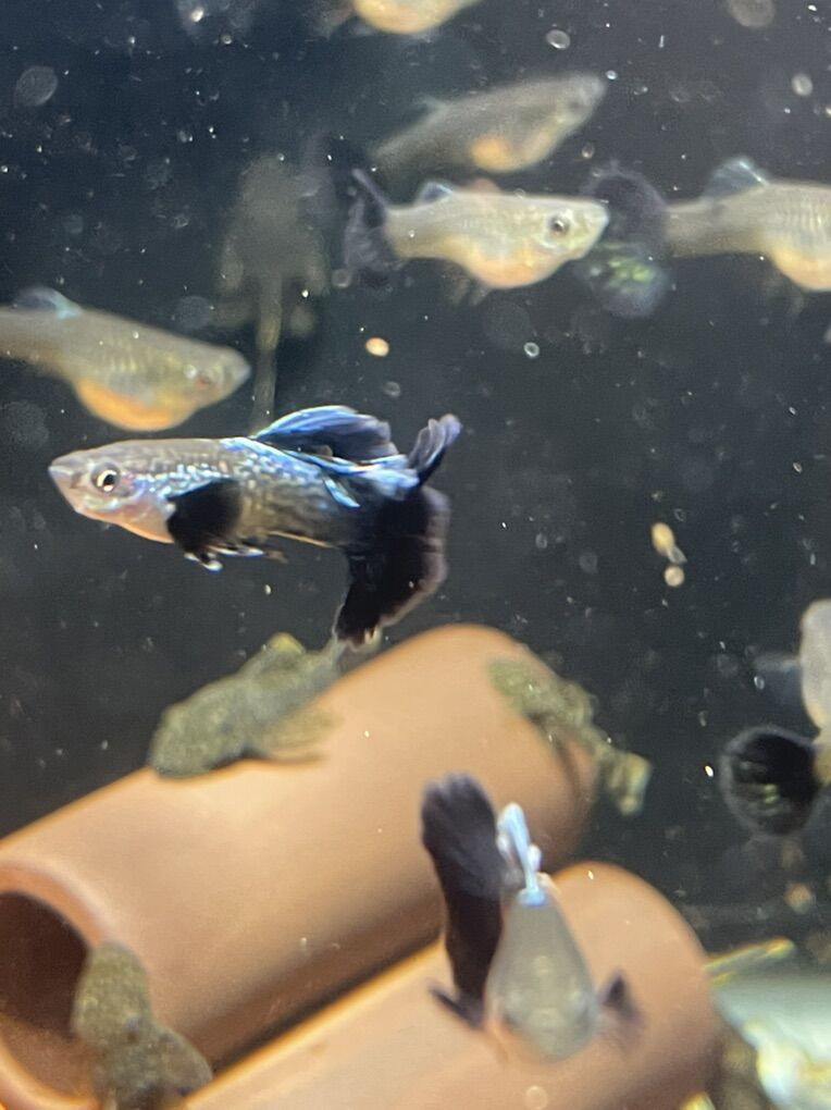 Guppies