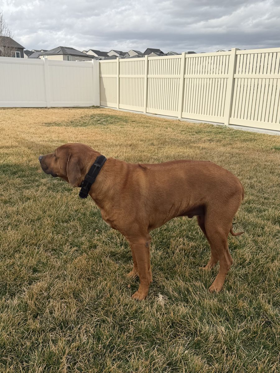 Rhodesian Ridgeback looking for a good home.