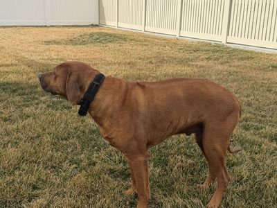 Rhodesian Ridgeback looking for a good home.