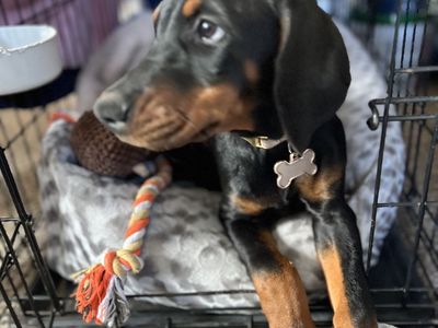 Femal Doberman pinscher
