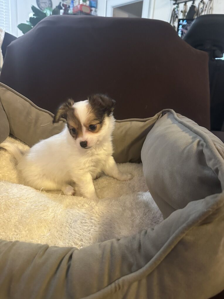 Papillion Mix Puppies