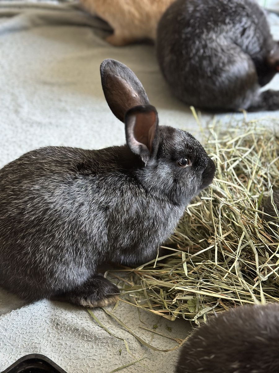Purebred Silver Fox Meat Rabbits - 12 Weeks Old Kits