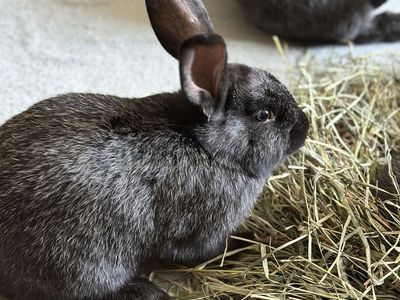 Purebred Silver Fox Meat Rabbits - 12 Weeks Old Kits