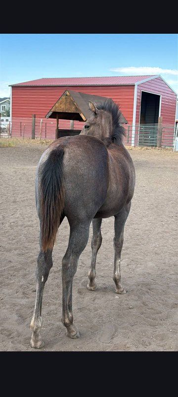 yearling mare