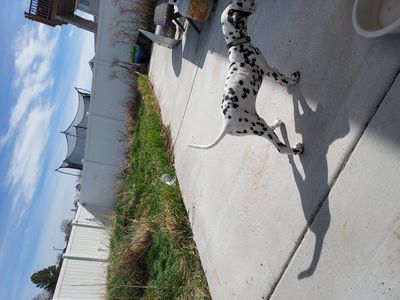dalmation puppy