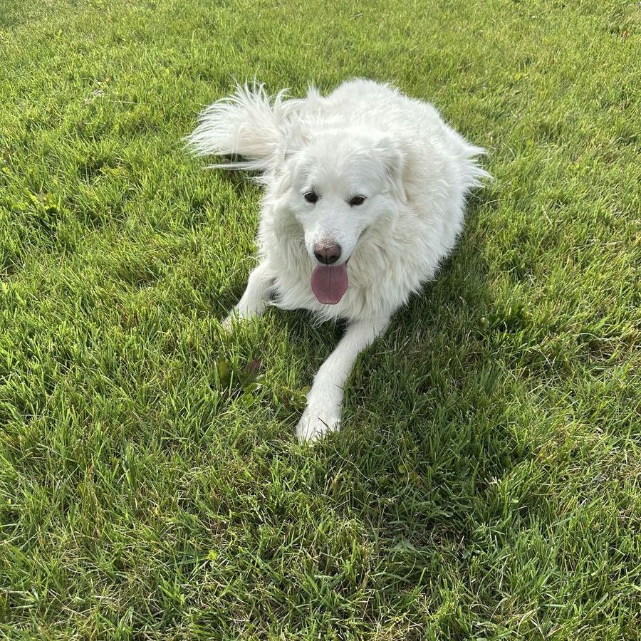 Great Pyrenees Livestock Guardian Dog - Looking for a New Home