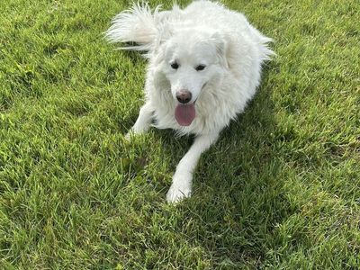 Great Pyrenees Livestock Guardian Dog - Looking for a New Home