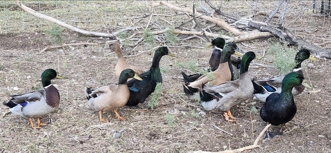 Drakes ready for butcher or breeding