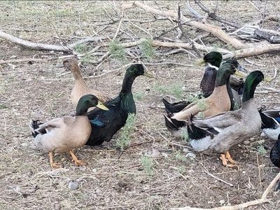 Drakes ready for butcher or breeding