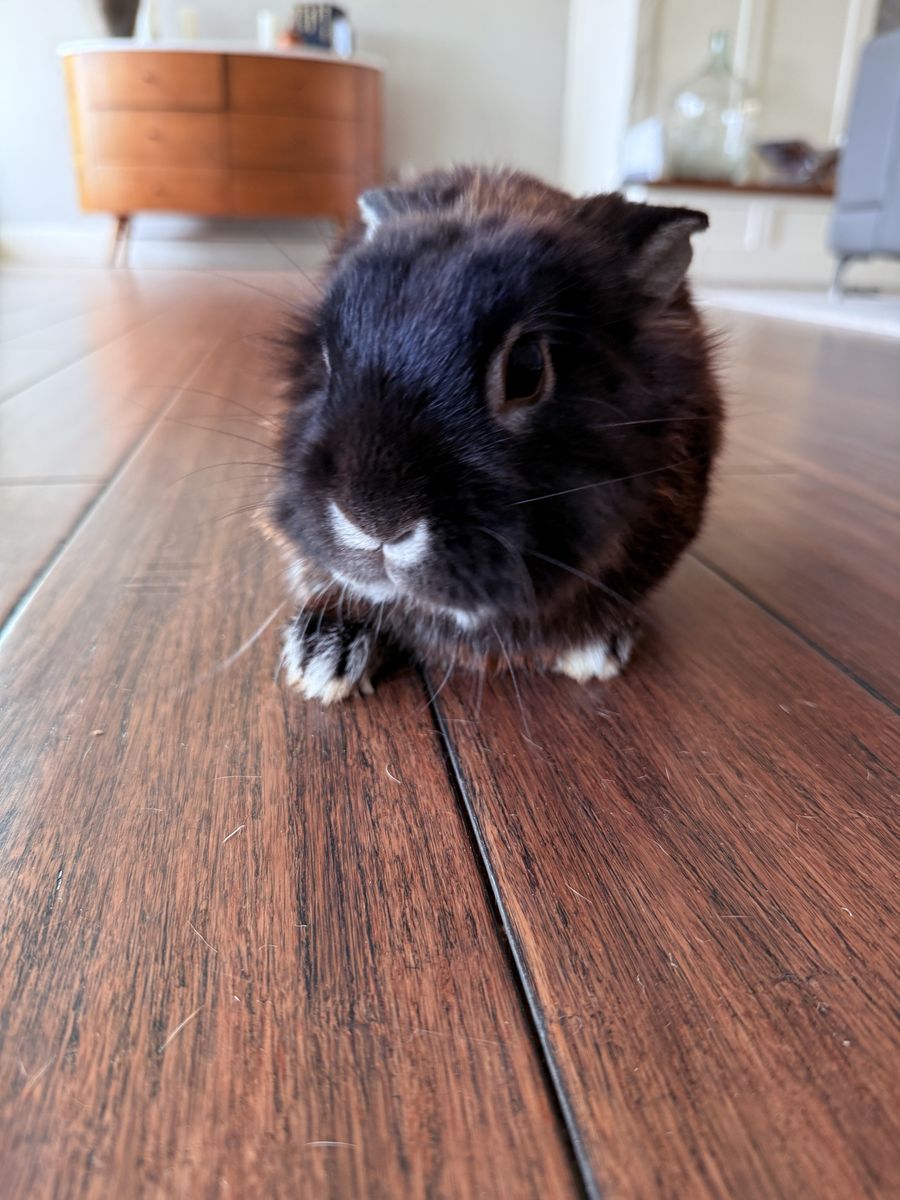 Lionhead Bunny