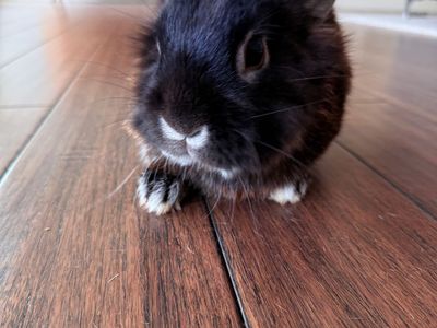 Lionhead Bunny