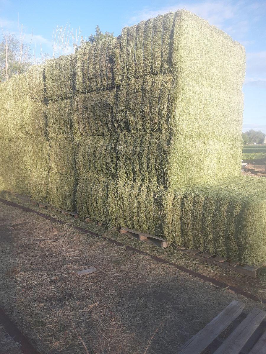 New 1st Crop Alfalfa Hay