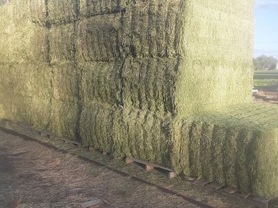 New 1st Crop Alfalfa Hay